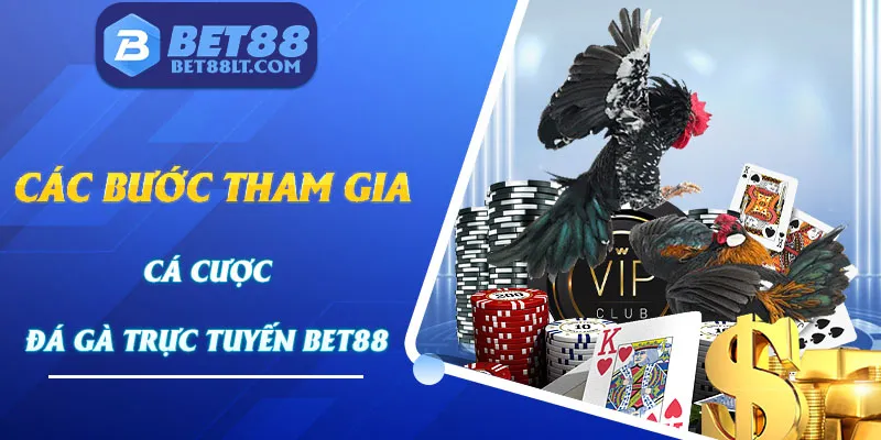 Hướng dẫn cụ thể các bước tham gia cược chọi kê tại Bet88